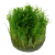 TROPICA Мох таксифилум Спайки (меристемное растение)
