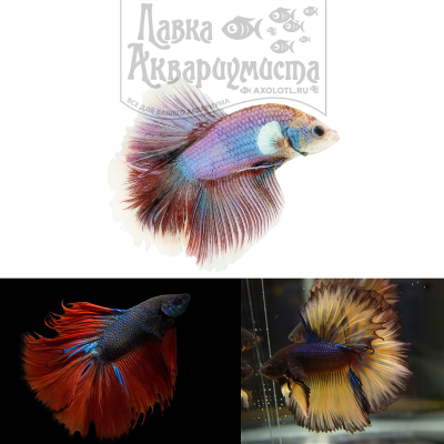 Петушок Халфмун Класс A - ROSETAIL