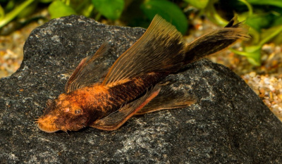 Анциструс Стрекоза Золотой Леопард, M Анциструс Стрекоза Золотой Леопард, M