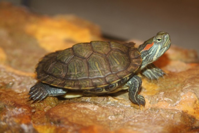 Черепаха Красноухая Trachemys scripta