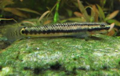 Бычок чернополосый Stiphodon ornatus