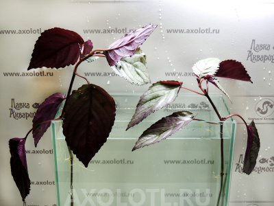 Хемиграфис Колората, шт