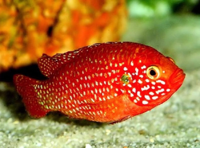 Хромис Красавец, L