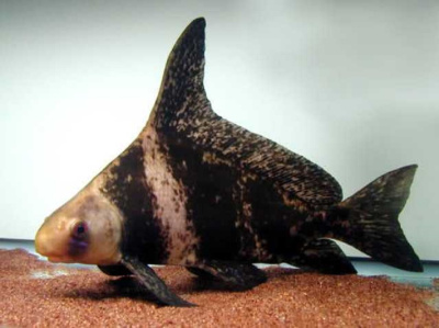 Парусник (Фрегат)