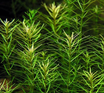 Ротала Наньеншан, с грузом