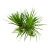 TROPICA Эриокаулон синериум (меристемное растение) TROPICA Эриокаулон синериум (меристемное растение)