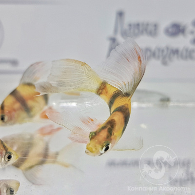 Барбус суматранский вуалевый
