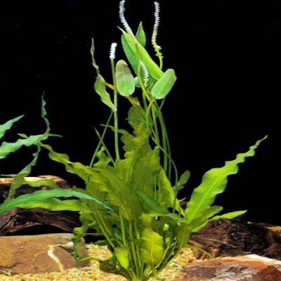 Апоногетон волнистый Апоногетон волнистый