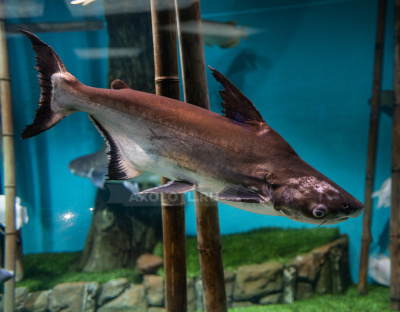 Акулий сом Hi Fin Pangasius sanitwongsei Акулий сом Hi Fin Pangasius sanitwongsei