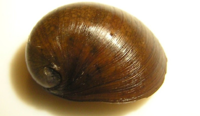 картинка Улитка Неритина Черное ухо от магазина