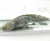 Аксолотль Темный Рыцарь, L Ambystoma mexicanum