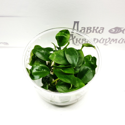 Анубиас Бартери (меристемное растение), ф60х40 мм