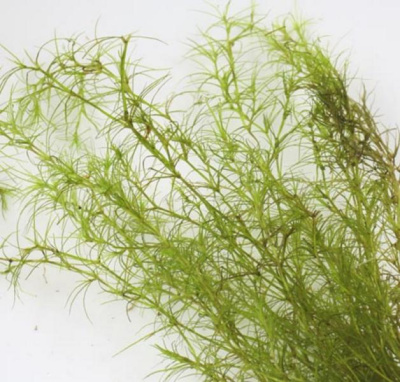 Наяс Индика, с грузом