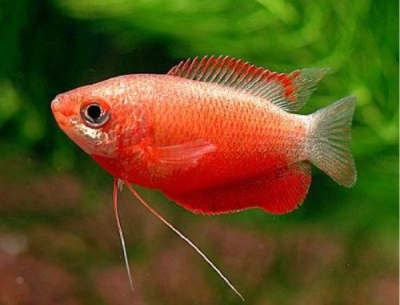 Гурами Медовый Красный Colisa sota