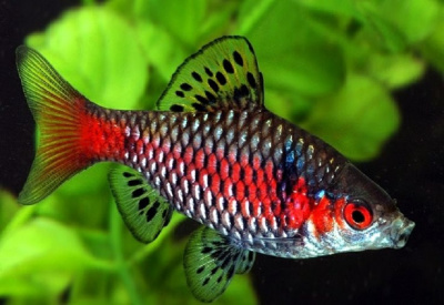 Барбус Одесский Barbus odessa