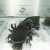 Аксолотль Агатовый Дракон, S Ambystoma mexicanum