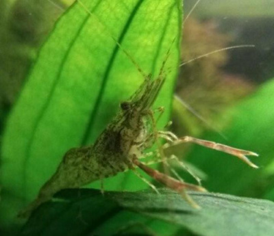 Креветка Макробрахиум Гималайский