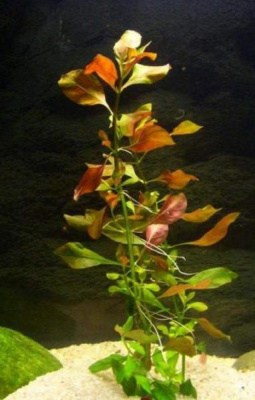 Людвигия Ползучая, с грузом Людвигия Ползучая, с грузом