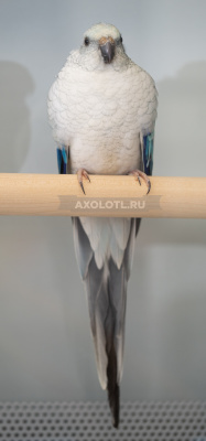 Попугай Певчий Голубой