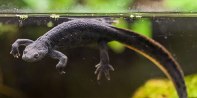 Тритон Испанский Pleurodeles walti