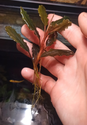 Буцефаландра Bucephalandra sp.