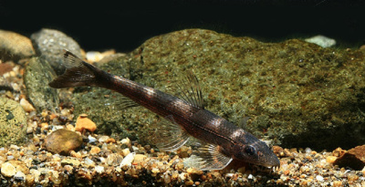 картинка Хомалоптера Золлингера (Рыба Ящерица)  от магазина