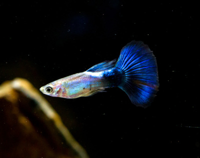 Гуппи Сине-Черные самцы Poecilia reticulata Гуппи Сине-Черные самцы Poecilia reticulata