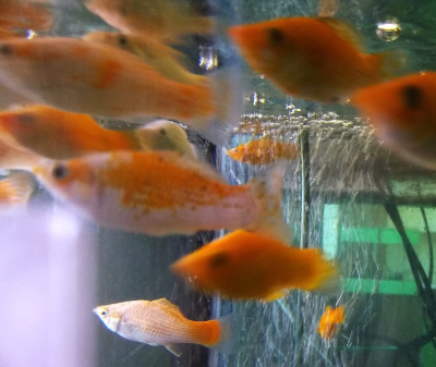 картинка Моллинезия Золотой Цветок от магазина