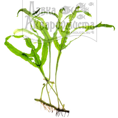 Папоротник Таиландский Тридент, шт Microsorum pteropus Windelov