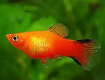 Пецилия Красная Комета