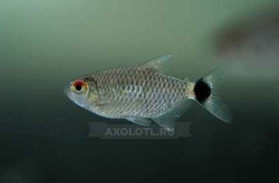 Санта Филомена