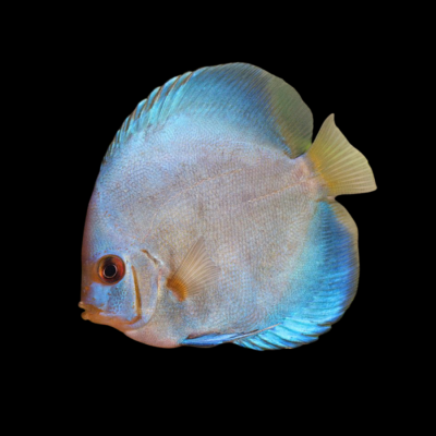 Дискус Бриллиантовая пыль Symphysodon aequifasciata