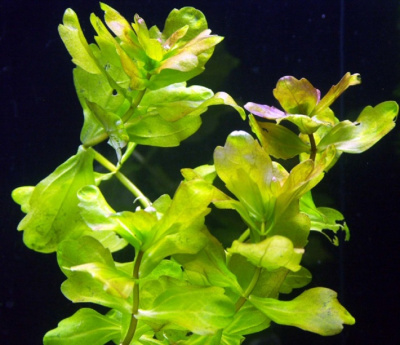 Дубок Мексиканский, шт