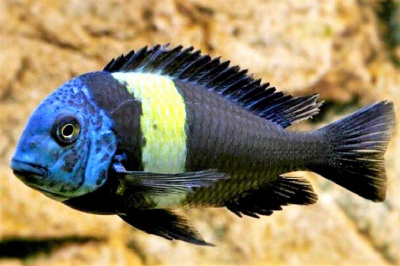 Трофеус Звездчатый