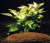 Альтернантера Бетзикиана золотая, с грузом Alternanthera bettzickiana Aurea Альтернантера Бетзикиана золотая, с грузом Alternanthera bettzickiana Aurea