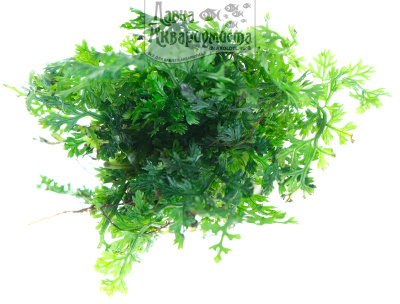 Папоротник Болбитис Бейби Лив, в горшочке