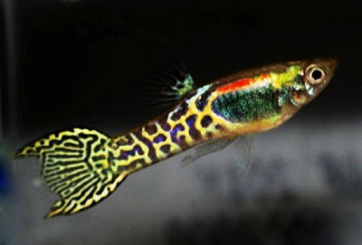 Гуппи Эндлера Кобра Золотая самцы Poecilia wingei