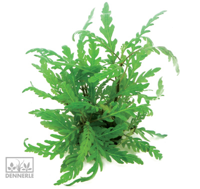 Гигрофила Перистонадрезанная, в горшочке Гигрофила Перистонадрезанная, в горшочке