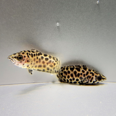 Ктенопома Леопардовая Ctenopoma acutirostre