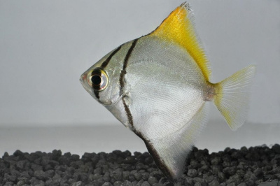 картинка Монодактилус Серебряный (Рыба-ласточка) от магазина