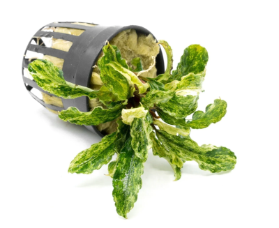 Буцефаландра Марбл, в горшочке (Bucephalandra Green Wavy Marbled)