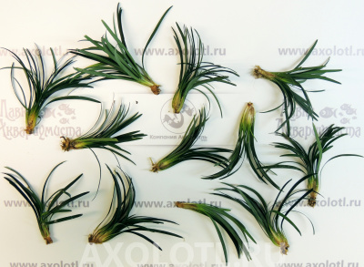 Офиопогон Японский Киото, шт