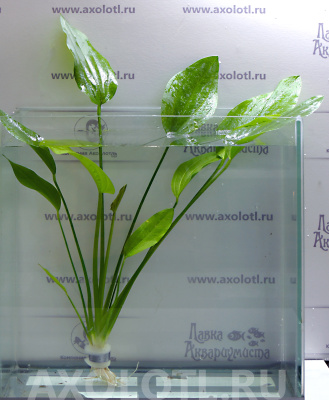 Эхинодорус Аргентинский, с грузом