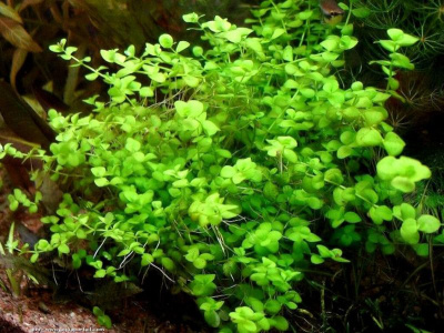 Микрантенум Тенистый, с грузом