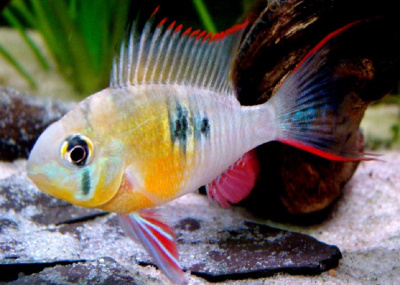 Апистограмма Боливийская бабочка Papiliochromis altispinosa Апистограмма Боливийская бабочка Papiliochromis altispinosa