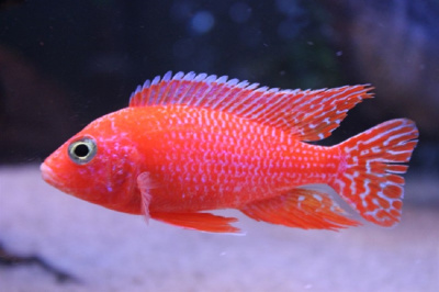 Аулонокара Земляничная (L) Aulonocara sp.