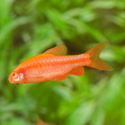 Барбус Вишнёвый АЛЬБИНО Barbus titteya