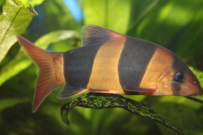 Боция Клоун, S Chromobotia macracanthus