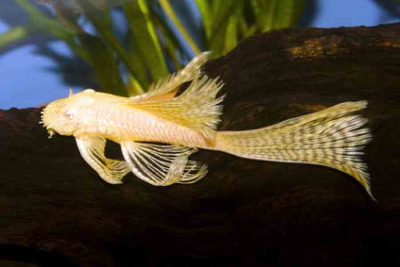 L144 Анциструс Стрекоза Вуалевый Желтый  L-144 Ancistrus sp.