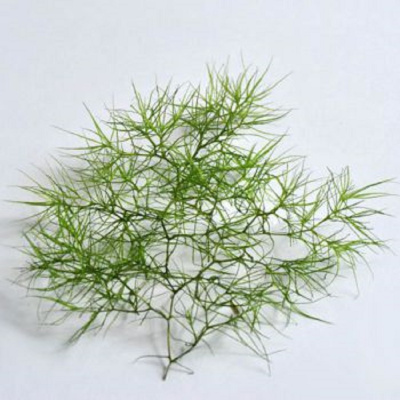 Наяс Индика, шт Наяс Индика, шт